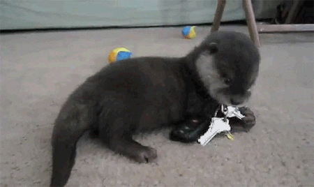 dog likes GIF