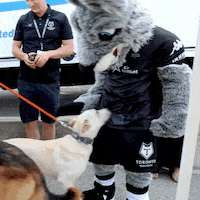 rugby league dog GIF by Toronto Wolfpack