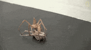 spider bondage GIF