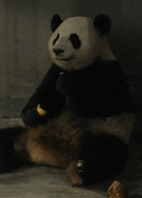 giant panda bear GIF by Head Like an Orange