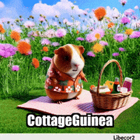 Guinea Pig GIF by Guinea Gambino