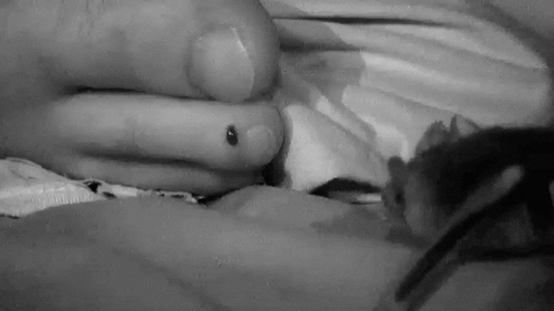 Rabies Monster Week GIF by Animal Planet