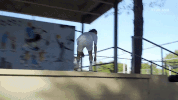 skateboarding GIF by KING OF THE ROAD