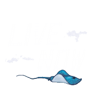 Live Now Umbria Sticker by L'Umbria che Spacca Festival
