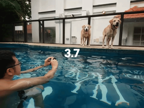 dogs swim GIF