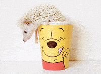 Winnie The Pooh Oops GIF