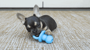 RosannaPansino cute dog puppy adorable GIF