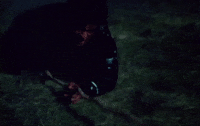 Isaacs Insects GIF by Isaac Dunbar