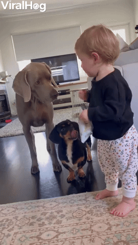 Baby Shares Snack with Weimaraner and Dachshund