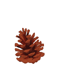 Fall Pine Sticker