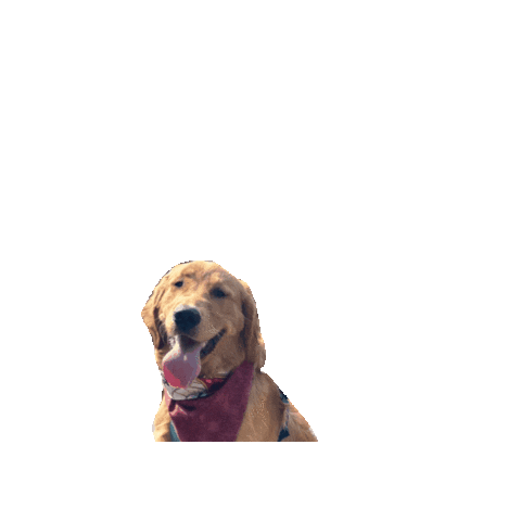 Golden Retriever Happy Dog Sticker by Geekster Pets