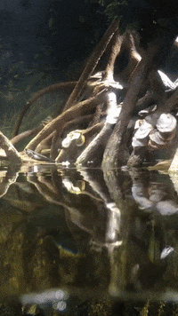 New England Aquarium School GIF by Chris