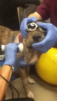 Rescue Dog Enjoys Special Massage to Reduce Swelling on Injured Neck