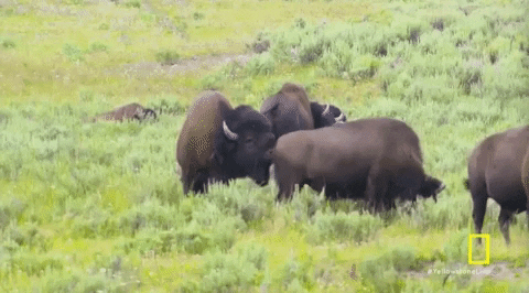 Bison Yellowstone GIF by National Geographic TV