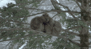 david attenborough monkey GIF by Head Like an Orange