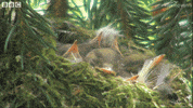 sing united kingdom GIF by BBC Earth