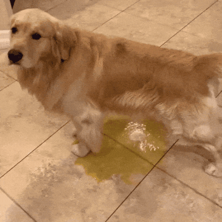 Butterdog GIF