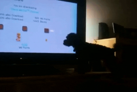 afv GIF by America's Funniest Home Videos