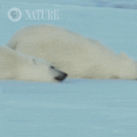 Polar Bears GIF by Nature on PBS
