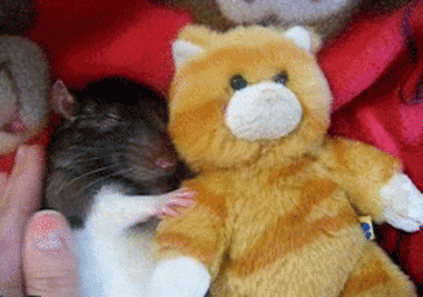 Rats Cuddles GIF