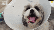 National Geographic Dogs GIF by Nat Geo Wild