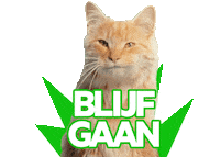 Cat Party Sticker by KPN