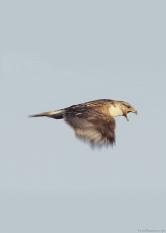 ferruginous hawk bird GIF by Head Like an Orange