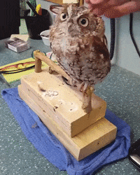 bird GIF by JustViral.Net