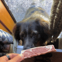 Tvln GIF by The Vanlife Network