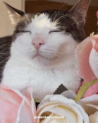 Cat Roses GIF