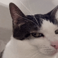 Cat GIF