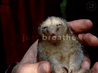 cinema breathe GIF by Fandor