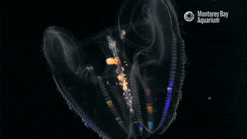 comb jelly rainbow GIF by Monterey Bay Aquarium