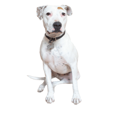 pit bull dog Sticker by Jessica Michault