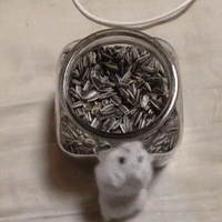 hamster sunflower jar seeds GIF