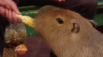 amazon pet GIF by Rachael Ray Show