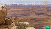 planet earth 2 baby GIF by BBC Earth