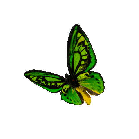 michaeldamnitz giphyupload butterfly schmetterling michaeldamnitz Sticker