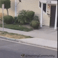 Plane Coin GIF by Sad Hamster