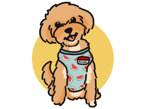 Cavapoo Sticker