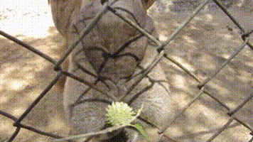 zoo eating GIF
