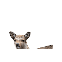 tierparkgoldau sika tierpark tierparkgoldau sikadeer Sticker