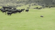 drive cattle GIF