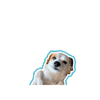 Cutedog Sticker by Psitwór