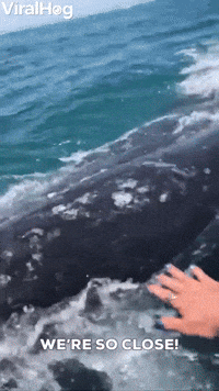 Gray Whale Surprise