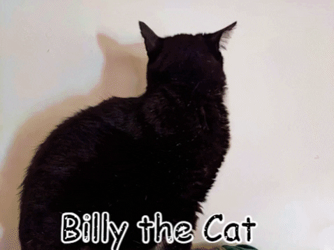 terrenceweijnschenk giphygifmaker GIF