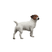 ardbeg celebrate drinks alcohol spirit Sticker