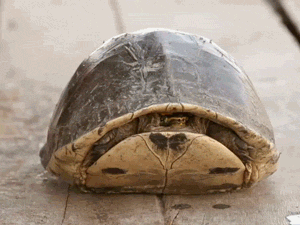 head turtle GIF