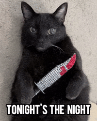 Black Cat Dexter GIF