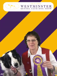 wkcdogshow GIF by Westminster Kennel Club